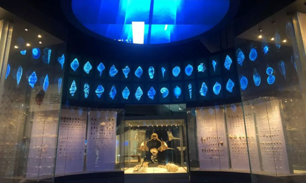 遠(yuǎn)古海洋展效果圖展示